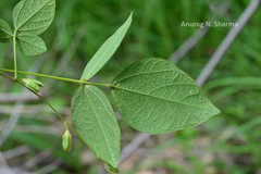 Rhynchosia rufescens